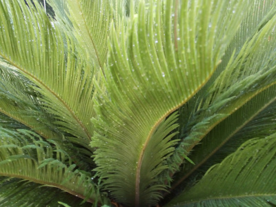 [A view of the center of the new fronds with their light green individual leaves. Some of them are still slightly curles. Theere are dew drops on all sections of the thin leaves.]